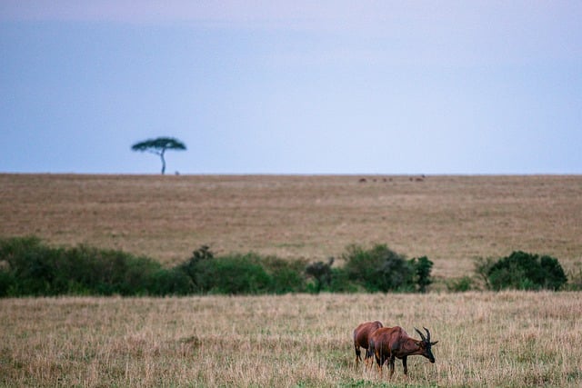 Free download topi antelope rift valley free picture to be edited with GIMP free online image editor