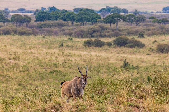 Free download topi antelope rough road grassland free picture to be edited with GIMP free online image editor