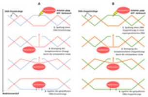 Free download Topoisomerasen free photo or picture to be edited with GIMP online image editor