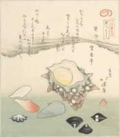 Free download Top-Shell and Various Shells free photo or picture to be edited with GIMP online image editor