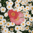 Top View of Papaver Nudicaule  screen for extension Chrome web store in OffiDocs Chromium