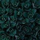 Top View Photo of Green Plants  screen for extension Chrome web store in OffiDocs Chromium