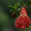 Torch flower  screen for extension Chrome web store in OffiDocs Chromium