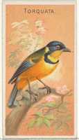 Free download Torquata, from the Birds of the Tropics series (N5) for Allen & Ginter Cigarettes Brands free photo or picture to be edited with GIMP online image editor