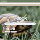 Tortoise  screen for extension Chrome web store in OffiDocs Chromium