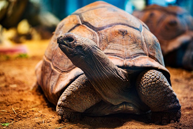 Libreng download tortoise animal wildlife turtle libreng larawan na ie-edit gamit ang GIMP free online image editor