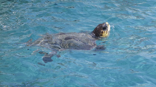 Free download tortoise head free picture to be edited with GIMP free online image editor