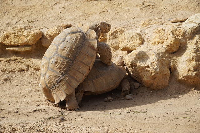 Free download tortoise mating reptile animal free picture to be edited with GIMP free online image editor