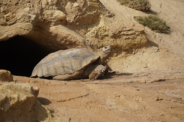 Free download tortoise reptile animal wildlife free picture to be edited with GIMP free online image editor