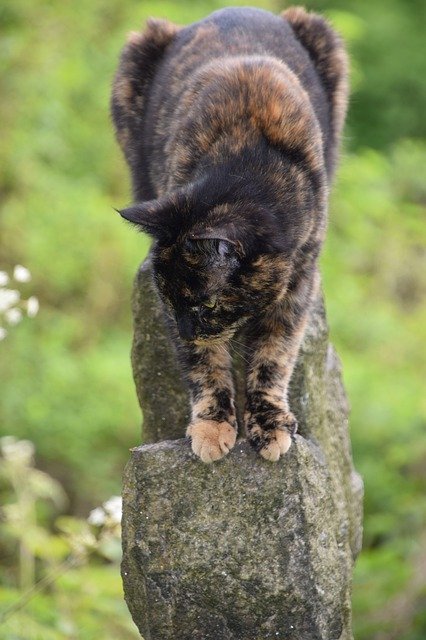Free download Tortoiseshell Cat Animal -  free photo or picture to be edited with GIMP online image editor