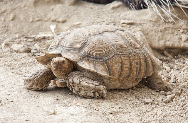 Ücretsiz indir Kaplumbağa Kaplumbağa Hayvanları - GIMP çevrimiçi resim düzenleyici ile düzenlenecek ücretsiz fotoğraf veya resim