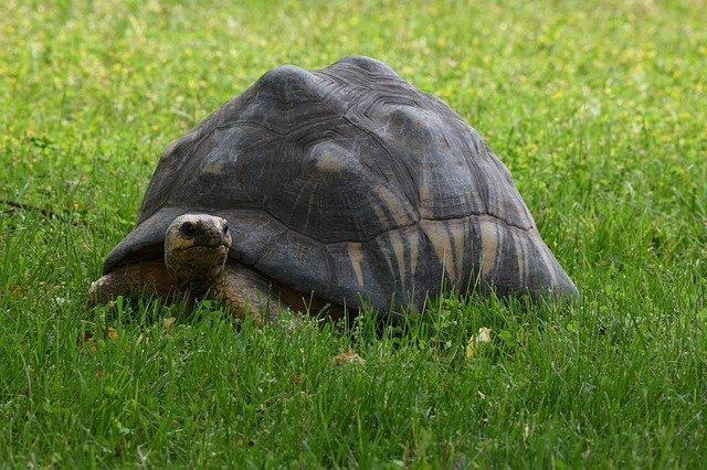 Free download Tortoise Turtle Shell -  free photo or picture to be edited with GIMP online image editor