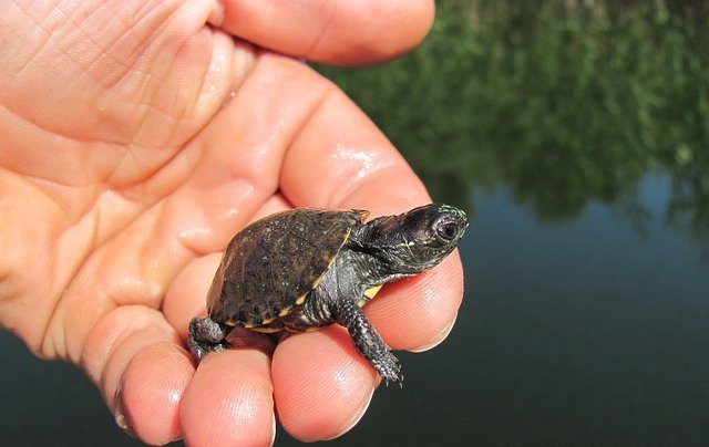 تنزيل مجاني لـ Tortoise Water Reptile - صورة مجانية أو صورة يتم تحريرها باستخدام محرر الصور عبر الإنترنت GIMP