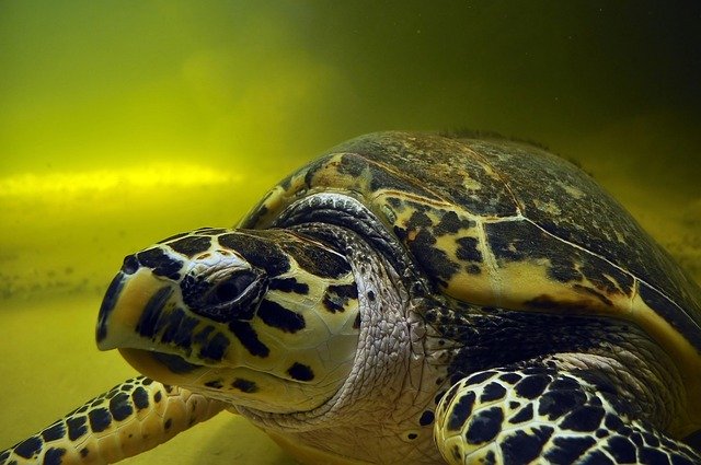 Unduh gratis Tortoise Water Swim - foto atau gambar gratis untuk diedit dengan editor gambar online GIMP