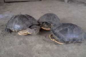 Free download tortugas de cienaga free photo or picture to be edited with GIMP online image editor