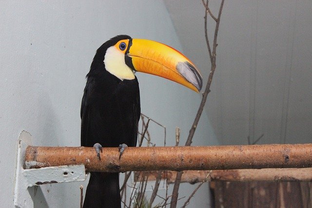 Gratis download Toucan Bird Animals - gratis foto of afbeelding om te bewerken met de online GIMP-afbeeldingseditor