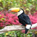 Toucan bird wallpaper  screen for extension Chrome web store in OffiDocs Chromium