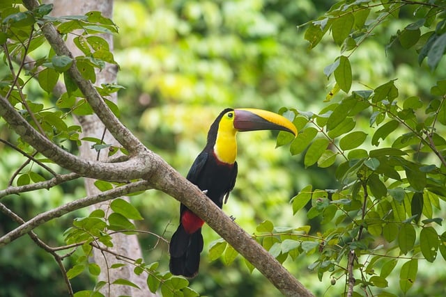 Free download toucan nature bird beak costa rica free picture to be edited with GIMP free online image editor