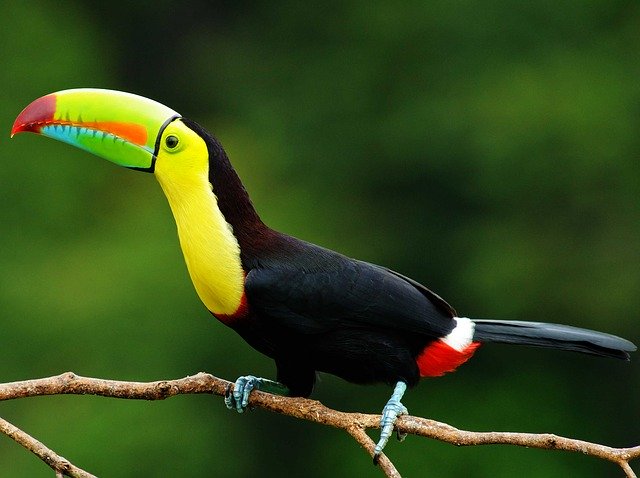 Free download Toucan Tropical -  free photo or picture to be edited with GIMP online image editor