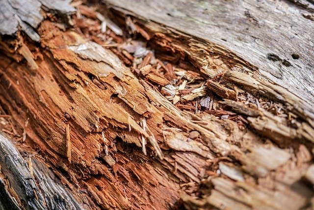 Bezpłatne pobieranie Touchwood Tree Old - bezpłatne zdjęcie lub obraz do edycji za pomocą internetowego edytora obrazów GIMP