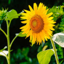 Toward the sun  screen for extension Chrome web store in OffiDocs Chromium