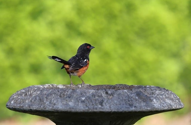 Free download towhee bird nature wildlife avian free picture to be edited with GIMP free online image editor