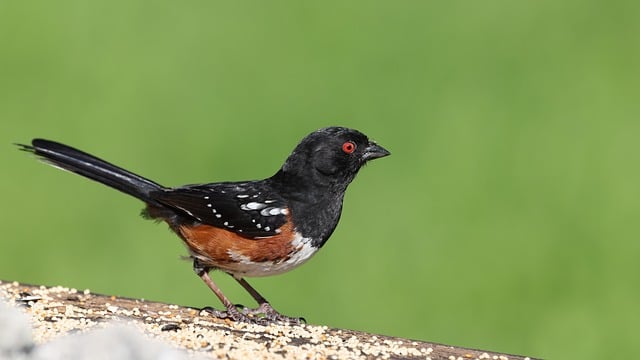 Free download towhee nature wildlife plumage free picture to be edited with GIMP free online image editor