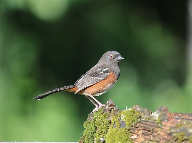 Free download towhee nature wildlife washington free picture to be edited with GIMP free online image editor
