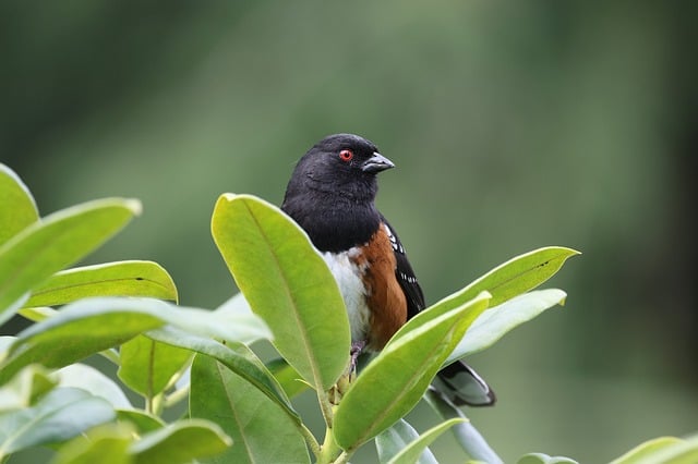 Free download towhee wildlife avian bird tree free picture to be edited with GIMP free online image editor