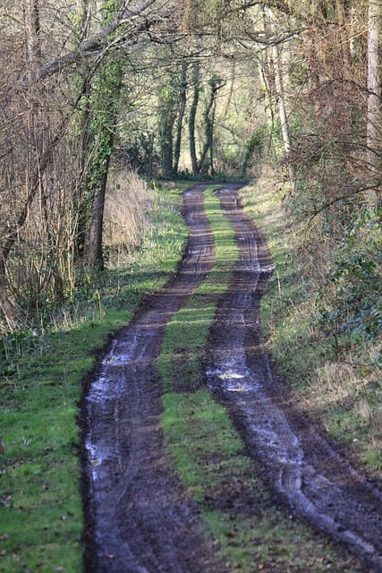 Kostenloser Download Spur Schlamm schlammige Spur Wald Bäume kostenloses Bild, das mit dem kostenlosen Online-Bildeditor GIMP bearbeitet werden kann