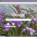 Tradescantia  screen for extension Chrome web store in OffiDocs Chromium