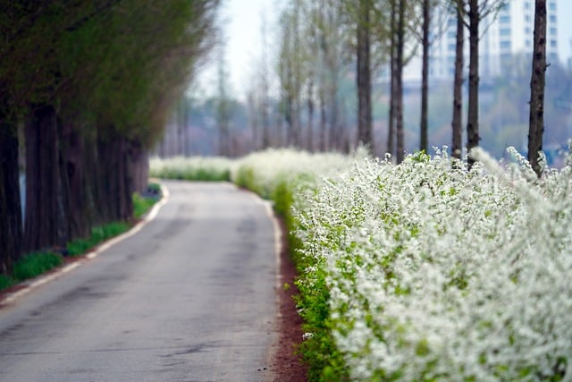 Free download trail bicycle road garosu gil free picture to be edited with GIMP free online image editor