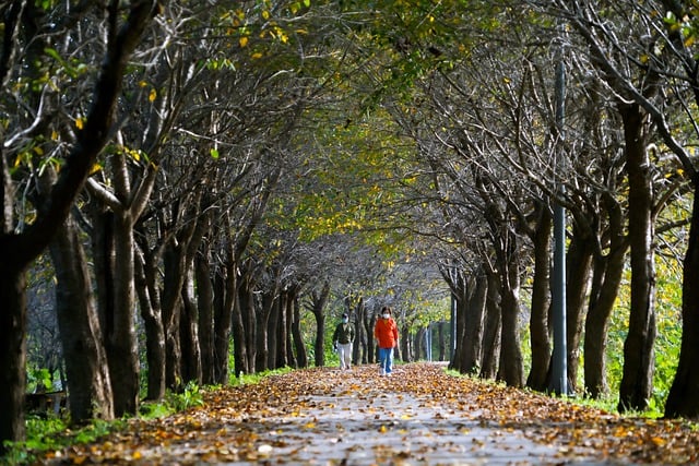 Téléchargement gratuit de l'image gratuite de la colonnade du sentier quittant la route de Yangju à modifier avec l'éditeur d'images en ligne gratuit GIMP