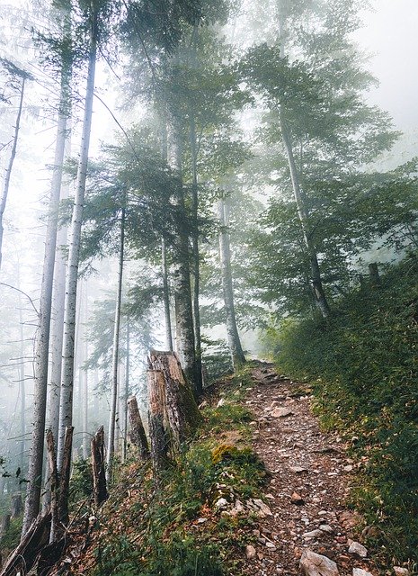 Téléchargement gratuit de Trail Fog Forest - photo ou image gratuite à modifier avec l'éditeur d'images en ligne GIMP