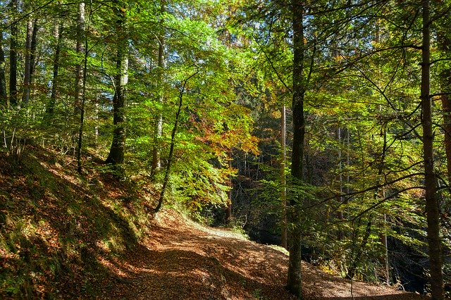 Безкоштовно завантажити Trail Forest Path Away - безкоштовне фото або зображення для редагування за допомогою онлайн-редактора зображень GIMP