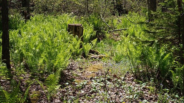 Muat turun percuma Landskap Rumput Jejak - foto atau gambar percuma untuk diedit dengan editor imej dalam talian GIMP