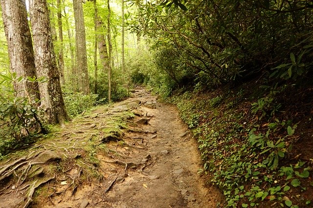 Muat turun percuma Trail Hiking Green - foto atau gambar percuma untuk diedit dengan editor imej dalam talian GIMP