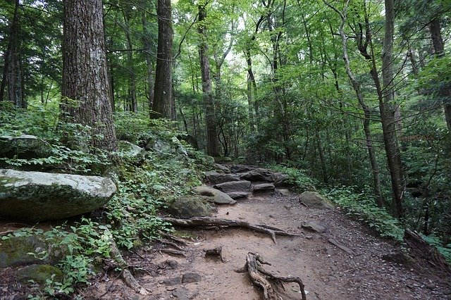 הורדה חינם Trail Hiking Roots - תמונה או תמונה בחינם לעריכה עם עורך התמונות המקוון GIMP