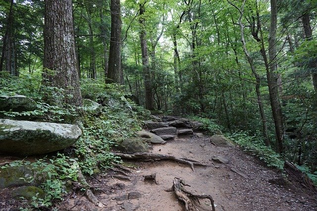 Free download Trail Hiking Roots -  free photo or picture to be edited with GIMP online image editor