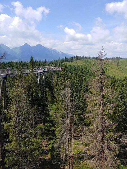 Muat turun percuma Trail In The Trees Slovakia Walk - foto atau gambar percuma untuk diedit dengan editor imej dalam talian GIMP