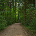 Trail into the forest  screen for extension Chrome web store in OffiDocs Chromium