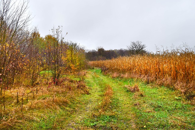 Free download trail leaves trees glade path free picture to be edited with GIMP free online image editor