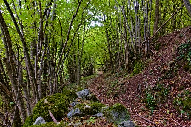 Free download Trail Undergrowth Trees -  free photo or picture to be edited with GIMP online image editor