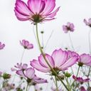 Translucent Cosmos Against Pale Sky  screen for extension Chrome web store in OffiDocs Chromium