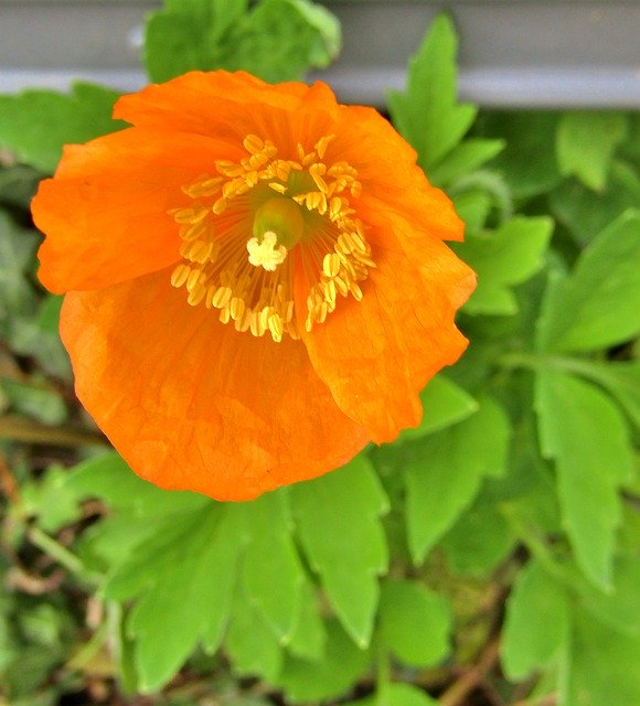 Free download Translucent Poppy Meconopsis -  free photo or picture to be edited with GIMP online image editor