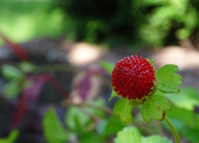 Unduh gratis Translucent Strawberry False - foto atau gambar gratis untuk diedit dengan editor gambar online GIMP