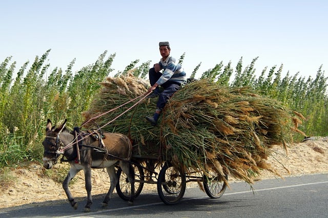 Free download transportation road buggy donkey free picture to be edited with GIMP free online image editor