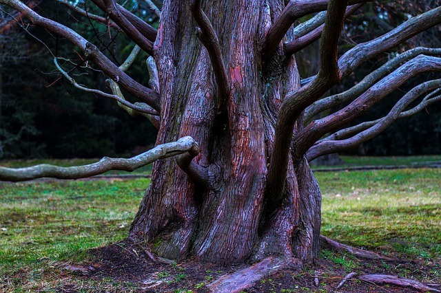 הורדה חינם של Tree Aesthetic Root תבנית תמונה בחינם לעריכה עם עורך התמונות המקוון GIMP