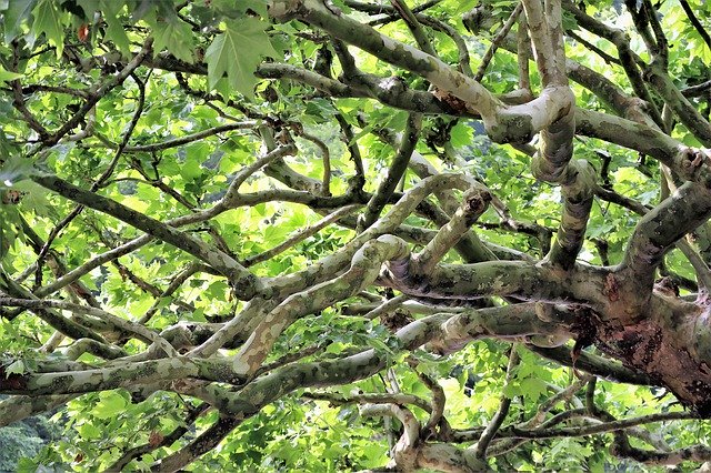 Gratis download Tree Aesthetic Sycamore - gratis foto of afbeelding om te bewerken met GIMP online afbeeldingseditor