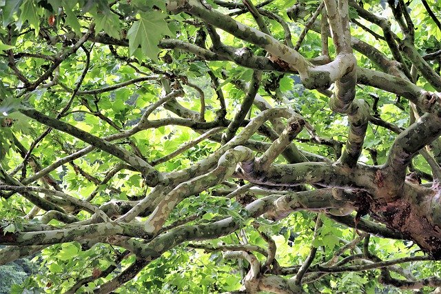 Free download Tree Aesthetic Sycamore -  free photo or picture to be edited with GIMP online image editor
